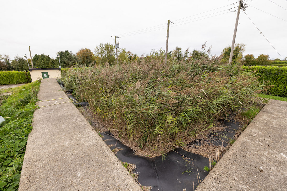 A bed of reeds beside a pathway