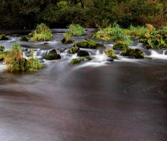 A river flowing around mossy rocks and grassy reed beds in a wooded area.