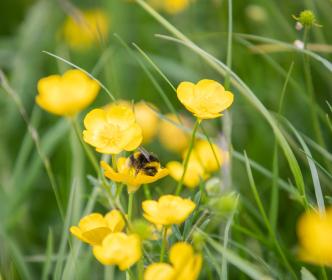 A bee gathering pollen from a bright yellow flower