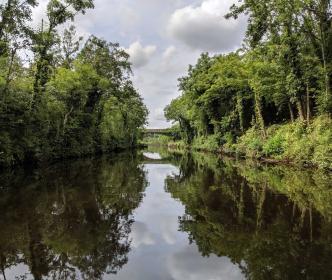 A bridge over a river in a forest