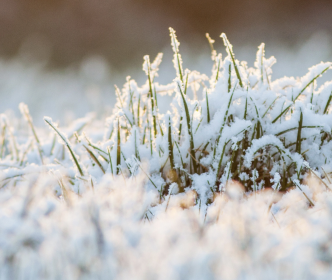 Snow on grass